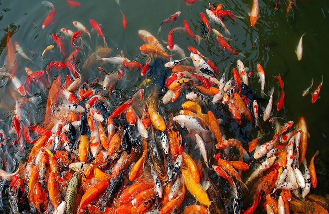 At Wuhan Zoo dozens of fish aggressively compete for food